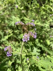Phacelia neomexicana