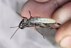 Chorthippus macrocerus