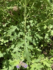 Phacelia neomexicana