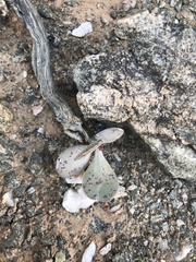 Adromischus alstonii