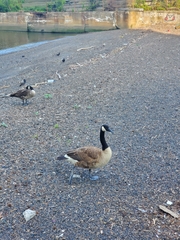 Branta canadensis