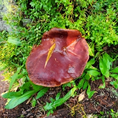 Boletus rubriceps