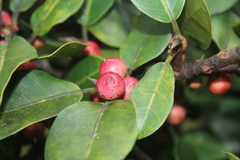 Ficus americana