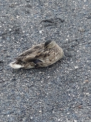 Anas platyrhynchos