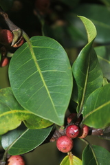 Ficus americana