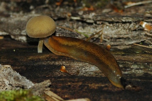 Arion subfuscus nuotrauka