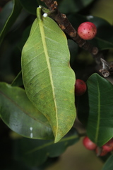 Ficus americana