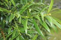 Podocarpus oleifolius