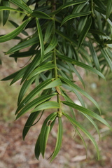 Podocarpus oleifolius