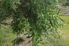 Podocarpus oleifolius
