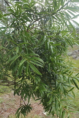 Podocarpus oleifolius