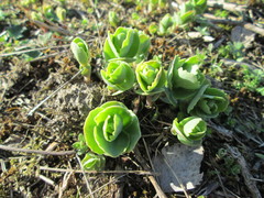 Hylotelephium telephium