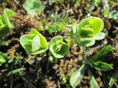 Hylotelephium telephium