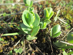 Hylotelephium telephium