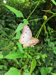 Anartia