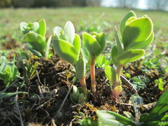 Hylotelephium telephium