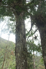 Podocarpus oleifolius