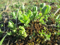 Hylotelephium telephium