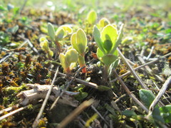 Hylotelephium telephium