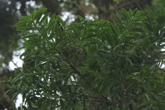 Podocarpus oleifolius
