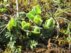 Hylotelephium telephium