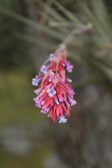 Vriesea myriantha