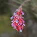 Vriesea myriantha - Photo (c) Apipa, algunos derechos reservados (CC BY-NC), subido por Apipa