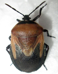 Coridius