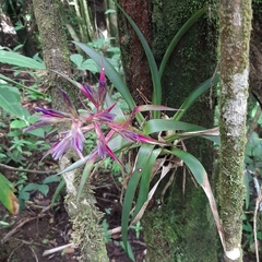 Tillandsia leiboldiana