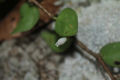Sphyrospermum buxifolium