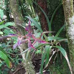 Tillandsia leiboldiana