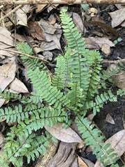 Asplenium sellowianum