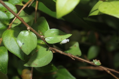 Sphyrospermum buxifolium