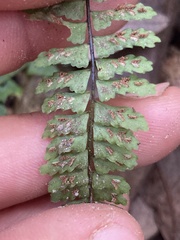 Asplenium sellowianum