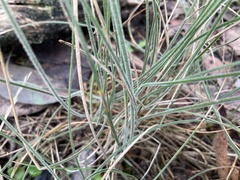 Poa morrisii