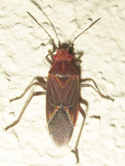 Boisea fulcrata fulcrata