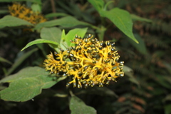 Palicourea aschersoniana