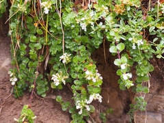 Teucrium pyrenaicum
