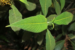 Palicourea aschersoniana