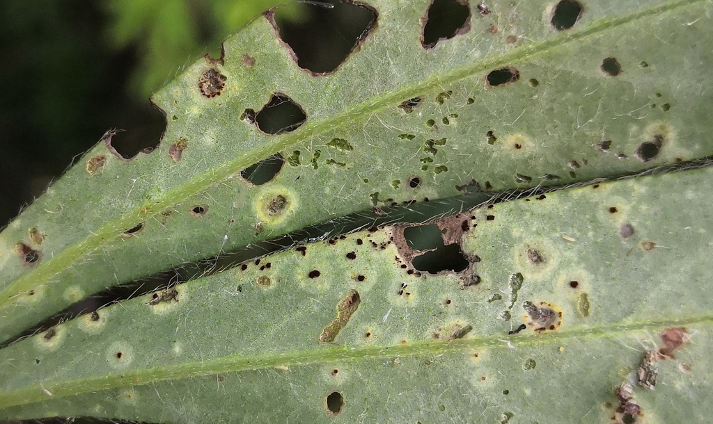 Uromyces lupinicola