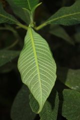 Palicourea aschersoniana