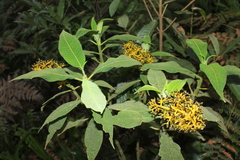 Palicourea aschersoniana