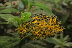 Palicourea aschersoniana