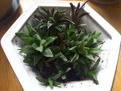 Haworthia retusa