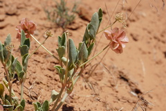 Tripterocalyx carneus