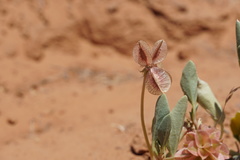 Tripterocalyx carneus