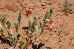 Tripterocalyx carneus