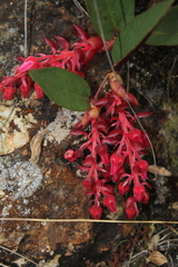 Gaultheria sclerophylla
