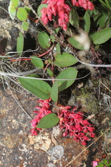 Gaultheria sclerophylla