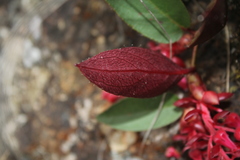 Gaultheria sclerophylla